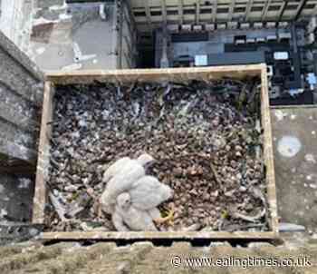Ealing Hospital peregrines now proud parents