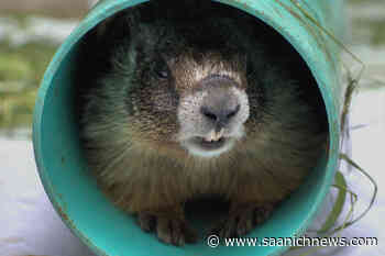 Non-native marmot captured in Saanich moved back to B.C. mainland - Saanich News