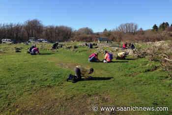 Volunteers advocate for sustainable infrastructure at Oak Bay's Cattle Point – Saanich News - Saanich News