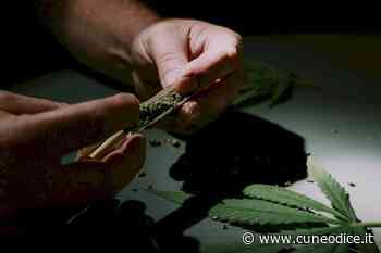 Storica sentenza sull’uso della cannabis terapeutica a Cuneo: assolto un 31enne di Piasco - Cuneodice.it