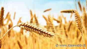 Grano, Coldiretti Cuneo: 140.000 tonnellate di raccolto atteso nella Granda, -50% del fabbisogno - IdeaWebTv