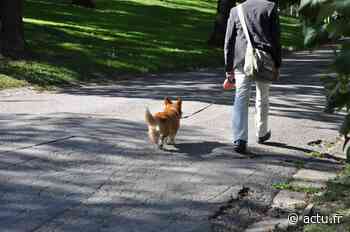 Ils lancent l’alerte : cette plante qui prolifère à Lyon peut tuer votre chien - Le Pays d'Auge