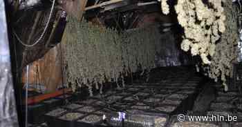 Cannabiskwekerij in Tongerlo opgerold: politie vindt 8,5 kilogram cannabis - Het Laatste Nieuws