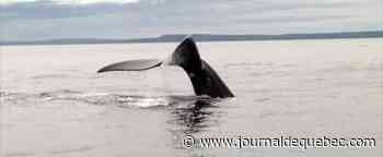Une entreprise gaspésienne invente une bouée qui protège les baleines