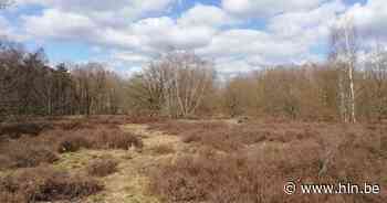 Heideherstel in speelbos Engels Kamp zorgt voor meer biodiversiteit - Het Laatste Nieuws