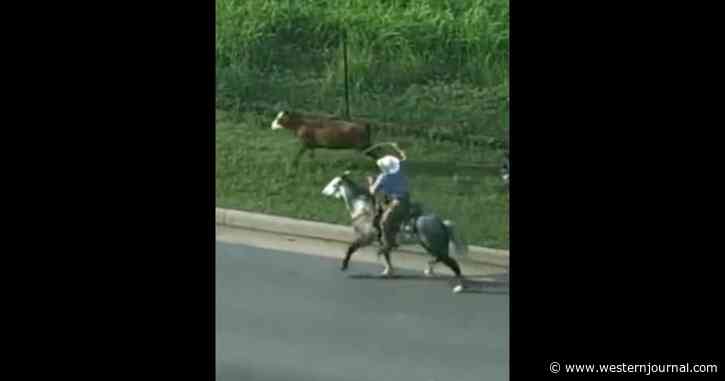 WATCH: Real-Life Cowboy Lassoes Cow Running Loose on Oklahoma Highway