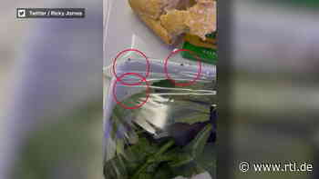Ekelalarm im Flugzeug! Flugpassagier findet lebende Tiere im Essen - RTL Online