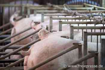 Fünfstufige Kennzeichnung für bessere Tierhaltung geplant - freiepresse.de