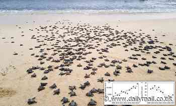 Loggerhead turtles are shrinking - but scientists claim it may suggest they are bouncing back