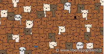 Rompicapo, vedi le tre noci di cocco? L'immagine che sta facendo impazzire il mondo - Liberoquotidiano.it