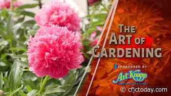 Art of Gardening — Peonies for Spring Colour - CFJC Today Kamloops