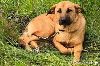 Wer hat diesen verängstigten Hund ausgesetzt? Polizei sucht Zeugen - TAG24