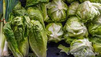 Ten dollars for lettuce and $80 for a box of them? Get used to it, say growers