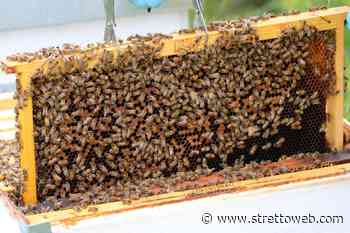 Villa San Giovanni, beccati su TIR diretto in Sicilia con 140 melari carichi di miele e alveari rubati in Calabria | DETTAGLI - StrettoWeb