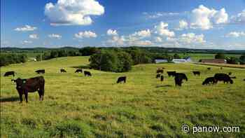 Listen: Saskatchewan farm group asks feds to implement the livestock tax deferral program - paNOW