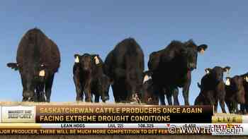Saskatchewan cattle producers once again facing extreme drought - - RFD-TV
