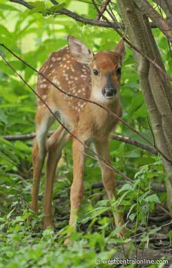 Leave them alone and pick up the phone - WestCentralOnline.com