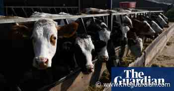 Food strategy for England likely to be watered down - The Guardian