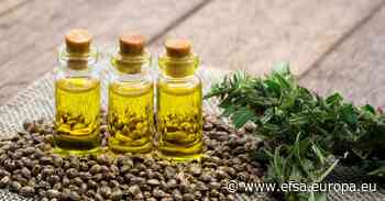 Cannabidiol novel food evaluations on hold pending new data - EFSA news