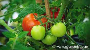 Gene-edited food is coming to Britain - The Economist
