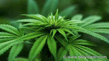 Budding Business Venture: Aldermen pass ordinance for medical marijuana dispensaries - Daily Leader - Dailyleader