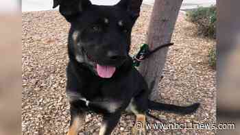 Grand Rivers Pet of the Week: ‘Meet Sir Arthur’ - KKCO