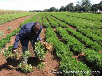 Lack of equipment hindering rice production in Rivers – Farmer - New Telegraph Newspaper