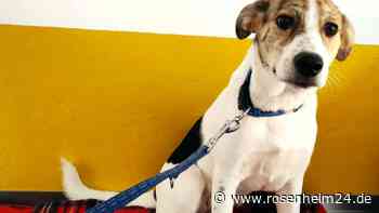 Mischlingsrüde Rico sucht eine neue Familie und neue Spielgefährten