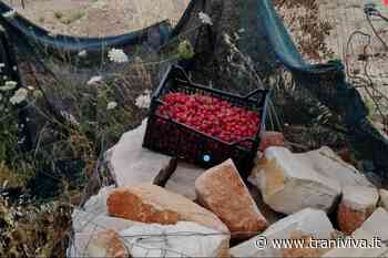 Rubavano ciliegie nella campagna di Trani, recuperato il bottino dalle Guardie Campestri - TraniViva