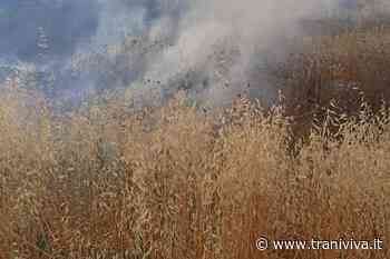 In fiamme un terreno in contrada Fontanelle - TraniViva