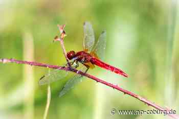 Tiere - Studie: Wärmeliebende Insekten profitieren vom Klimawandel - Neue Presse Coburg