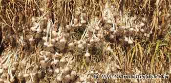 L'AGLIO ROSSO DI SULMONA HA ORA UNA DENOMINAZIONE DI ORIGINE COMUNALE - Virtù Quotidiane