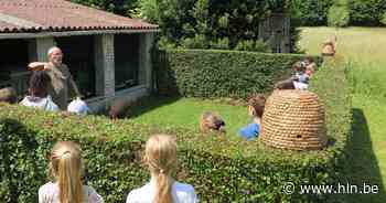 Bijenkijkdag in 't Spei, waar zeldzame composietwespbij is ontdekt - Het Laatste Nieuws