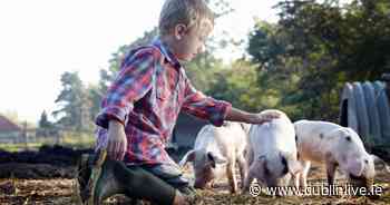Six Dublin farms that make perfect family days out this summer - Dublin Live