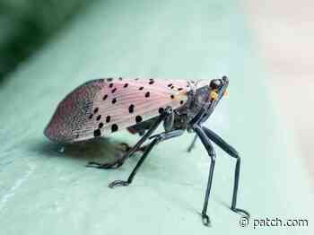 MD Quarantine For Spotted Lanternfly Expands To 10 Counties, Baltimore - Patch