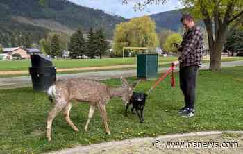 Fluffy the tame deer becomes local celebrity of Lumby, BC - North Shore News