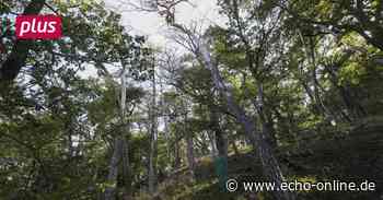 Hessen Forst in Mühltal auf dem Prüfstand - Echo Online