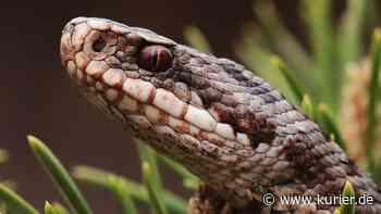 Limmersdorfer Forst - Meilenstein für Kreuzotternschutz - Nordbayerischer Kurier