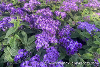 SPRING IN THE GARDEN: Fragrant flowers can ‘transport us back in time’ - Comox Valley Record