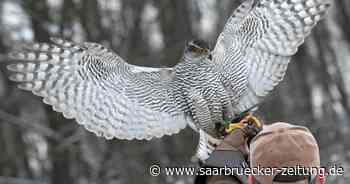 Wadern: Streng geschützter Greifvogel erschossen im Nunkircher Wald gefunden - Saarbrücker Zeitung
