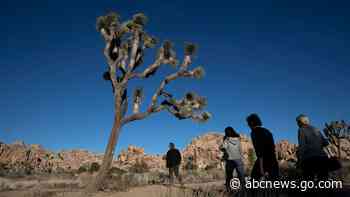 Joshua Tree park closes trail so bighorn sheep can get water