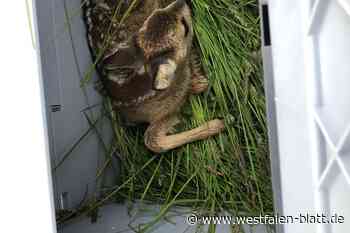 Hegering Steinheim rettet Kitze per Drohne - Westfalen-Blatt