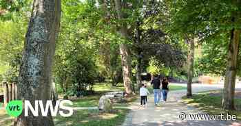 Ruim 140 bomen in Genk krijgen een paspoort: "Ze zijn bijzonder waardevol" - VRT NWS