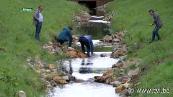 Trap zorgt ervoor dat vissen weer stroomopwaarts kunnen zwemmen in Munsterbeek Bilzen - TV Limburg