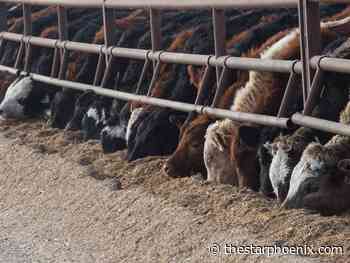 Struggling Sask. ranchers ask feds to defer taxes on cattle herd sales