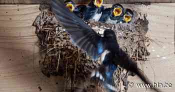 Krijg tot zestig euro subsidie voor het beschermen van zwaluwnesten - Het Laatste Nieuws