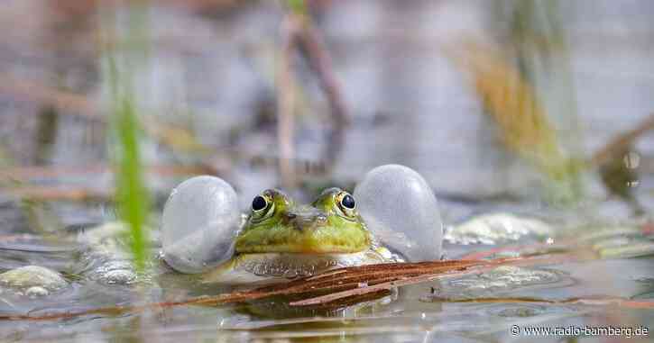 Bund Naturschutz: Hinweise auf Rückgang bei Amphibien