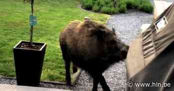 Everzwijn wandelt doodleuk op terras - Het Laatste Nieuws