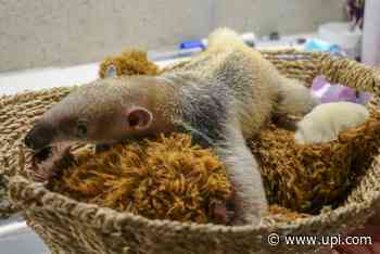 Rhode Island zoo welcomes birth of baby tamandua - UPI News