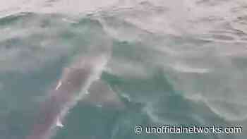 Rare Shark Spotted Off The Coast Of Rhode Island (Video) - Unofficial Networks